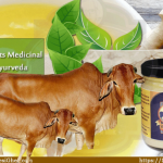 Cow Ghee & Its Medicinal Uses in Ayurveda