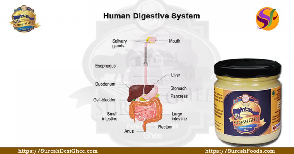 human digestive system