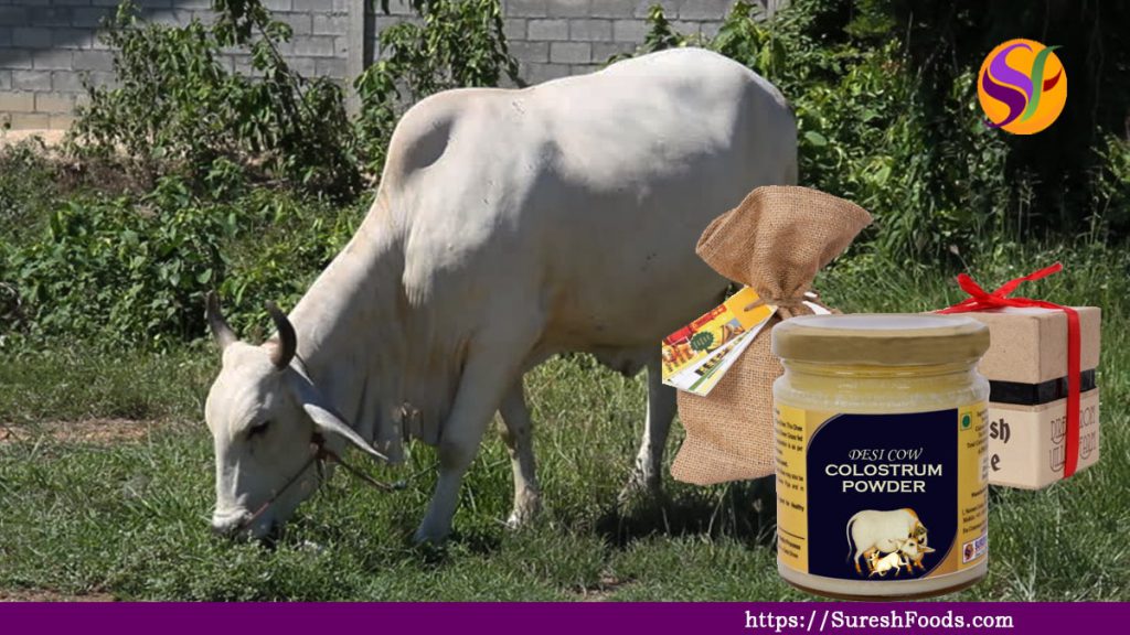 colostrum Cow : SureshFoods.com