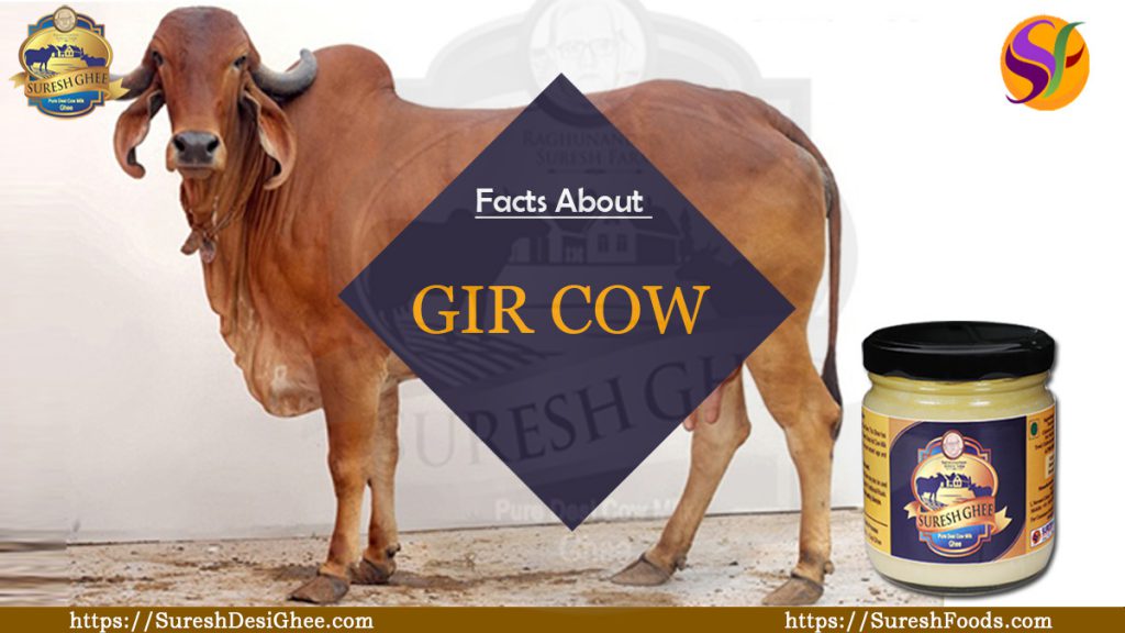 facts about Gir Cows : SureshFoods.com