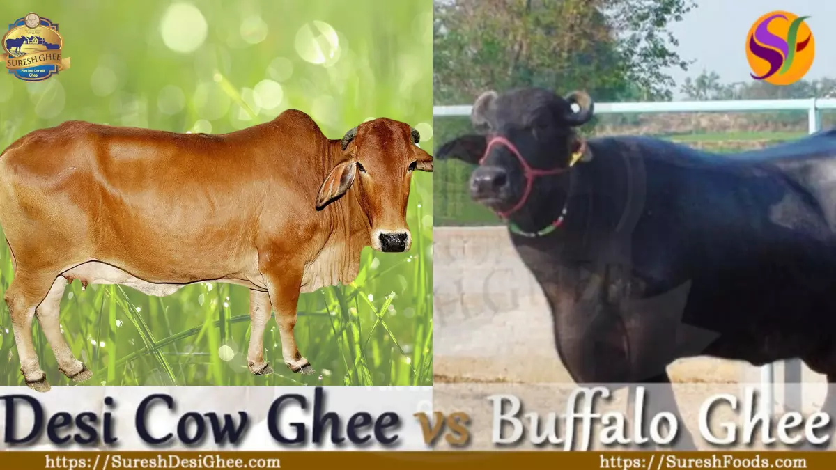 difference betweew cow ghee and buffalo ghee