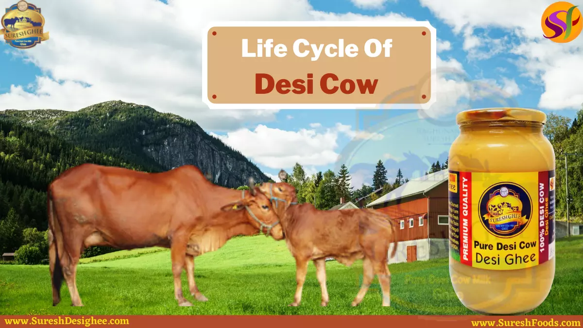Life Cycle of Desi Cow