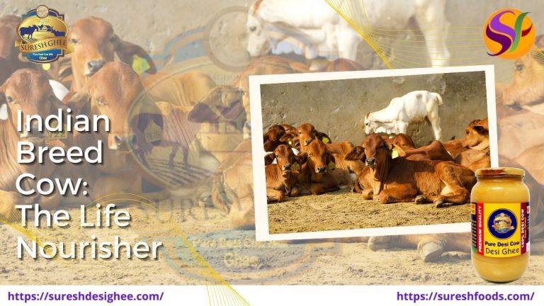 Indian Breed Cow: The Life Nourisher